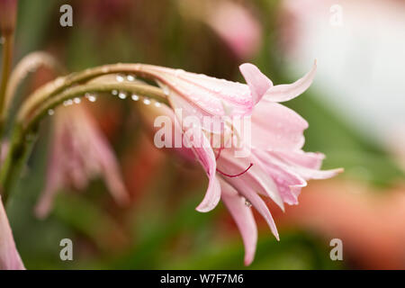 Crinum × powellii, un hybride entre C. bulbispermum (rustiques) et C. moorei, avec des fleurs rose pâle ressemblant à des nénuphars qui fleurissent à la fin de l'été. Banque D'Images