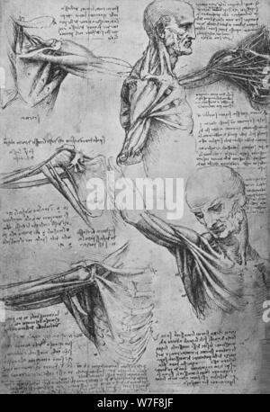 'Les études anatomiques d'un cou et épaules', c1480 (1945). Artiste : Leonardo da Vinci. Banque D'Images