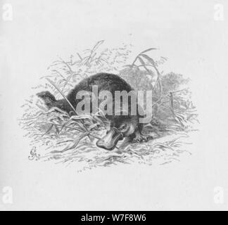 'Ornithorhynchus Paradoxus', c1885, (1890). Artiste : Robert Taylor Pritchett. Banque D'Images