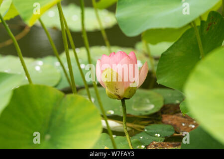 Nelumbo nucifera, connu sous le nom de lotus indien, lotus sacré, haricot de l'Inde, ou haricot égyptien, fleurir dans un jardin aquatique à Linz, en Autriche. Banque D'Images