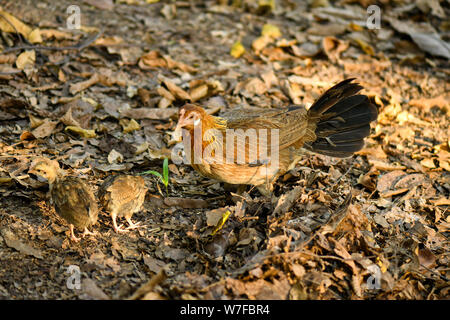 Enseignement poule poussins comment trouver de la nourriture à l'état sauvage dans la forêt par diging marbre Banque D'Images