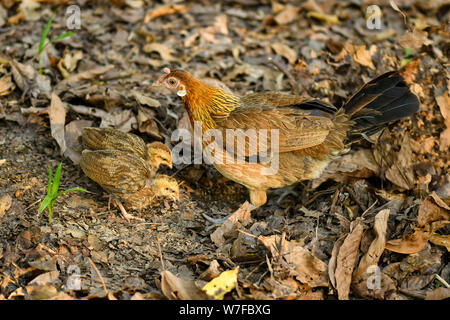 Enseignement poule poussins comment trouver de la nourriture à l'état sauvage dans la forêt par diging marbre Banque D'Images