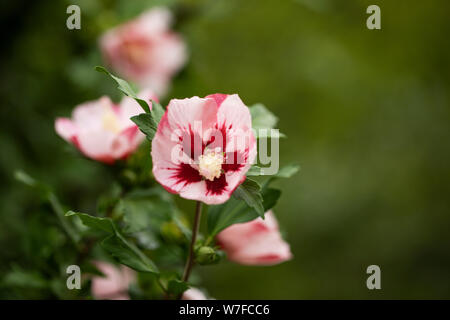 Hibiscus syriacus, connu sous le nom de rose coréenne, rose de sharon, cétmia syrien, arbuste althea, ou moulet rose, dans la famille Malvaceae, originaire de Chine. Banque D'Images