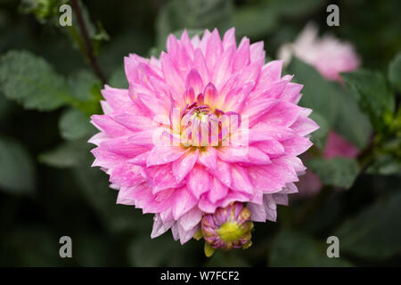 Un jardin rose vif dahlia après une douche de pluie qui fleurit en été à Linz, Autriche. Banque D'Images