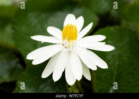 Nymphaea lotus, ou lotus égyptien blanc, Lotus tigre, ou nénuphars blancs égyptiens, dans la famille des Nymphaeaceae, originaire d'Afrique et d'Asie du Sud-est. Banque D'Images