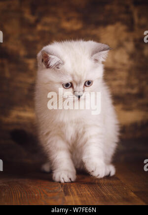 Couleur crème de chat droit écossais. Un chaton moelleux joue Banque D'Images