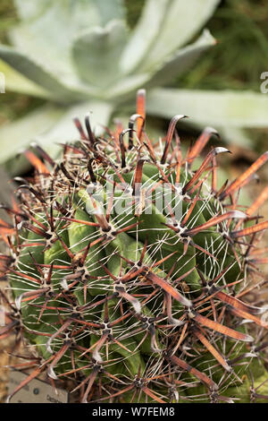 Ferocactus latispinus est une espèce de cactus à baril originaire du Mexique. Banque D'Images