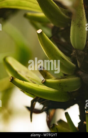 Plantains, parfois appelés bananes à cuire, poussant sur un arbre en serre. Ils sont dans le genre Musa. Banque D'Images