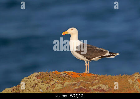 Grand retour de l'île Gull Skokholm adossé au Pays de Galles Banque D'Images