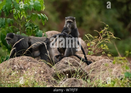 Singe bleu, ou des singes samango, (Cercopithecus mitis) sur le terrain. Ce singe vit en troupes, de reporter à un mâle dominant (voir ici). Cette preuve prima Banque D'Images