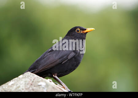 Un mâle Blackbird (Turdus merul) reposant sur une préféré poster en début de soirée Banque D'Images