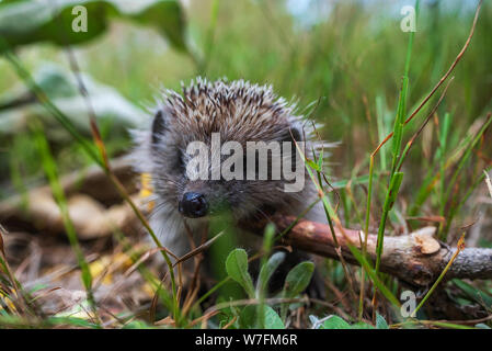 Hérisson d'Europe Erinaceus europaeus,, sur une mousse verte dans la forêt, l'été de l'image. Cute funny animal avec des bécassines. Banque D'Images