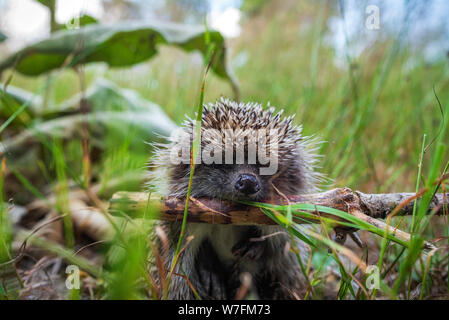 Hérisson d'Europe Erinaceus europaeus,, sur une mousse verte dans la forêt, l'été de l'image. Cute funny animal avec des bécassines. Banque D'Images