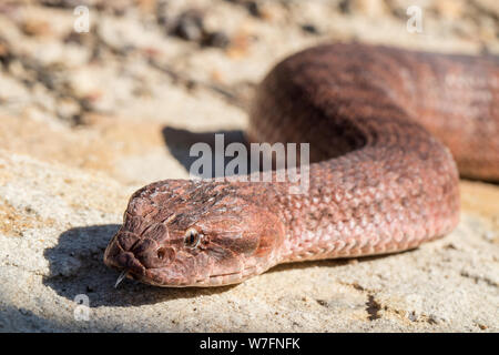 Death Adder commun Acanthophis antarcticus le Sud de l'Australie Banque D'Images