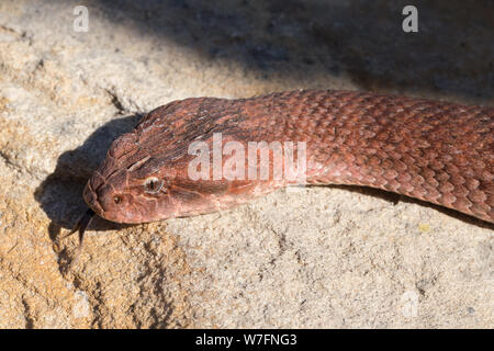 Death Adder commun Acanthophis antarcticus le Sud de l'Australie Banque D'Images