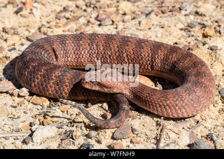 Death Adder commun Acanthophis antarcticus le Sud de l'Australie Banque D'Images