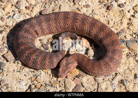 Death Adder commun Acanthophis antarcticus le Sud de l'Australie Banque D'Images