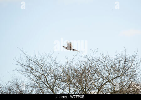 Faisan poule de haut vol au-dessus des arbres au cours d'un disque sur un shoot de faisan Banque D'Images