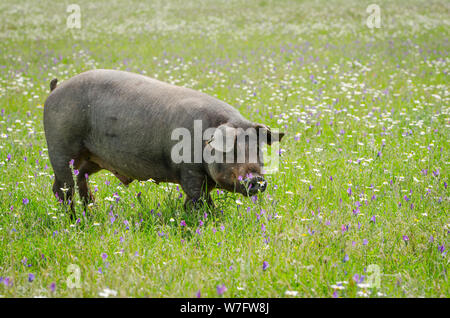 Portrait de porc ibérique (pata negra) dans un champ de fleurs Banque D'Images