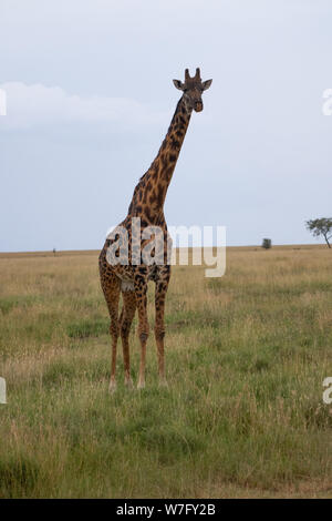 Les Masais Girafe (Giraffa camelopardalis) également connu sous le nom de la Girafe Girafe masaï ou Kilimandjaro, est la plus grande sous-espèce de girafe et le plus haut l Banque D'Images