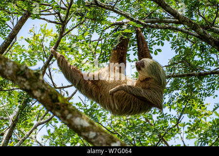 Hoffman's deux-toed sloth (Choloepus hoffmanni) se nourrir dans le Parc National Manuel Antonio au Costa Rica Banque D'Images