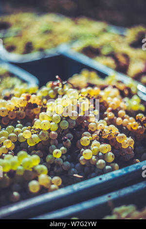 Les raisins de la vigne verte. Les raisins pour la fabrication du vin dans la caisse de récolte. Vue détaillée d'un raisin de vignes dans un vignoble en automne, Hongrie Banque D'Images