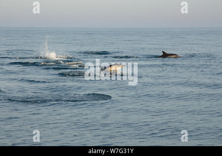 Un groupe de dauphins à bec court, Delphinus delphis, sautant dans la soirée dans la baie de Lyme quelques milles en dehors du port de West Bay Vue de Banque D'Images