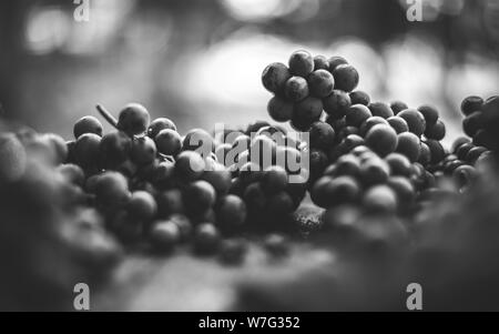 Les raisins de la vigne bleue. Les raisins pour la fabrication du vin. Vue détaillée de Cabernet Franc blue de vignes dans le vignoble hongrois en automne, Hongrie Banque D'Images