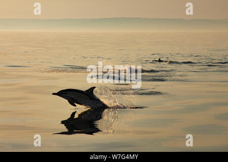 Un court-beaked dauphin commun, Delphinus delphis, sautant dans la soirée dans la baie de Lyme quelques milles en dehors du port de West Bay vue depuis un bateau. Banque D'Images