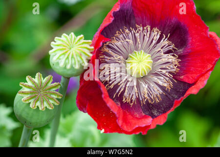 Les têtes de pavot Graines de pavot oriental rouge et en jardin, East Sussex, Angleterre, Royaume-Uni, Europe Banque D'Images