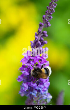 Bumblebee la collecte de nectar de Salvia Sylvestris Caradonna Violet, East Sussex, Angleterre, Royaume-Uni, Europe Banque D'Images