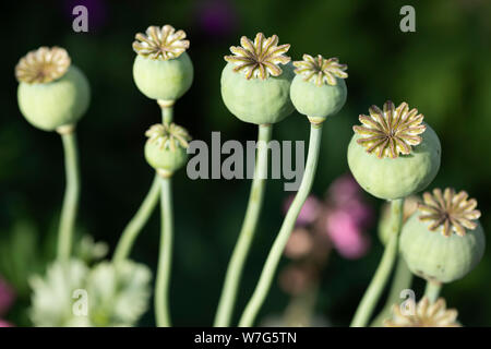 Graines de pavot Graines de chefs dans jardin, East Sussex, Angleterre, Royaume-Uni, Europe Banque D'Images