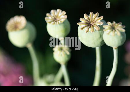 Graines de pavot Graines de chefs dans jardin, East Sussex, Angleterre, Royaume-Uni, Europe Banque D'Images