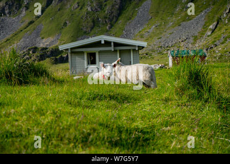 Moutons dans la prairie sur l'herbe verte en arrière-plan typique maison norvégienne. Maison avec de l'herbe sur le toit. De belles couleurs. Situé près de la plage Hoyvika Banque D'Images