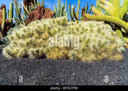 L'Espagne, Lanzarote, beau cactus entre red rock dans un jardin sur la lave noire Banque D'Images