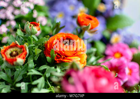 Fleurs aux couleurs vives. Ranunculus Orange close-up. Banque D'Images