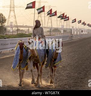 Tous les jours des chameaux sont formés sur l'Al Marmoum courses de chameaux dans l'Émirat de Dubaï. Les courses très populaires n'ont lieu que dans les mois d'hiver. (14 janvier 2019) | dans le monde entier Banque D'Images