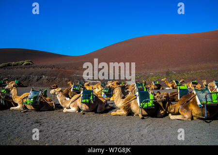L'Espagne, Lanzarote, Groupe d'un grand nombre de chameaux en attente dans le soleil de transport de touristes au paysage volcanique Banque D'Images