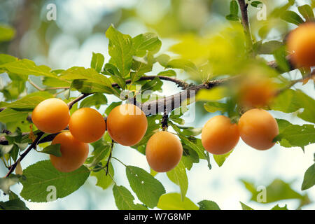 Succursale de prune jaune dans le verger. Arrière-plan de la nature. Plum orchard en été Banque D'Images