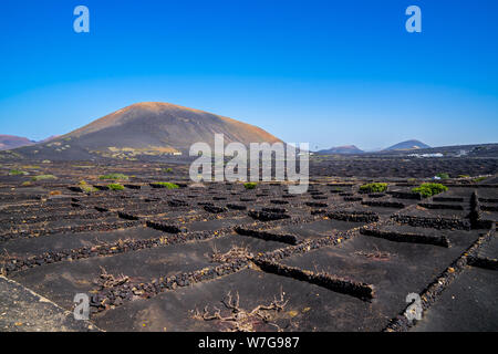 L'Espagne, Lanzarote, terrasses de lave noire de grand vignoble sur terrain volcanique en vallée de la Geria Banque D'Images
