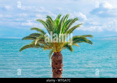 Palmier sur fond marin. Arbre tropical sur fond marin. Et Palm Beach. L'eau de mer Turquoise avec un Palm sur focus. Plante, la mer, le soleil. Mer calme aux beaux jours d'été. Coconut palm tree Banque D'Images