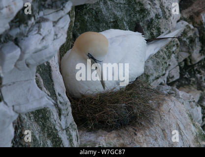 Vue rapprochée de Gannet sur Nest à Bempton Cliffs dans le Yorkshire UK Banque D'Images