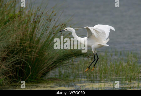 Vue de profil de Little Egret avec des ailes s'étirent sur le point de atterrir parmi les roseaux au bord de l'eau Banque D'Images