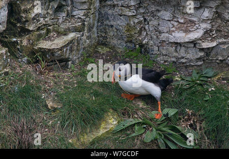 Puffin sur la corniche de falaises avec des caractéristiques et un plumage coloré en pleine vue Banque D'Images