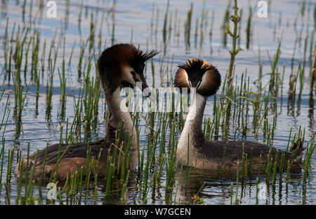 Paire de Great Crested Grebes face l'un à l'autre et avec des ruffs à l'écran Banque D'Images