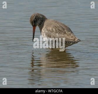 Redshank debout dans l'eau avec sa tête tournée comme il regarde dans l'eau avec le plumage et les caractéristiques clairement vues Banque D'Images