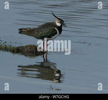 Lapwing appelant au bord de l'eau avec beak ouvert et coloriage du plumage clairement vu dans la bonne lumière et y compris la réflexion Banque D'Images