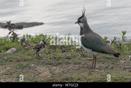 Lapwing debout fièrement avec chick par le bord de l'eau avec les deux face l'un à l'autre Banque D'Images