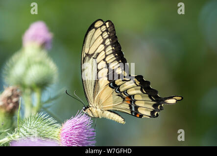 Gros plan du Giant Swallowtail butterfly se nourrissant de fleur de chardon en Ontario.nom scientifique de cet insecte est Papilio cresphontes Banque D'Images