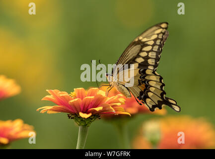 Gros plan du Giant Swallowtail butterfly se nourrir de nectar de fleurs jardin en orange Zinnia, Québec,Canada.nom scientifique est Papilio cresphontes Banque D'Images